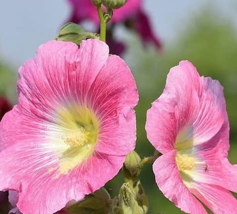 تصویر 5 از قیمت خرید گل ختمی سفید با فروش عمده